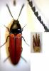 Ampedus quercicola